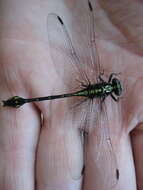 Image of Riverine Clubtail