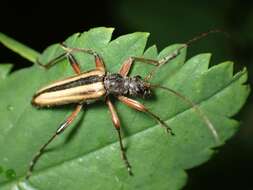 Image of Cortodera longicornis (Kirby 1837)