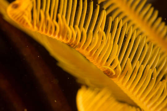 Image of Crinoid worm