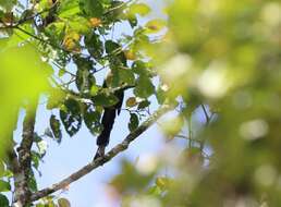 Image of Bornean Treepie