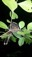 Image of Collared Nightjar