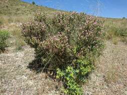 Image of Ononis tridentata L.