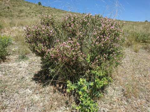 Ononis tridentata L.的圖片