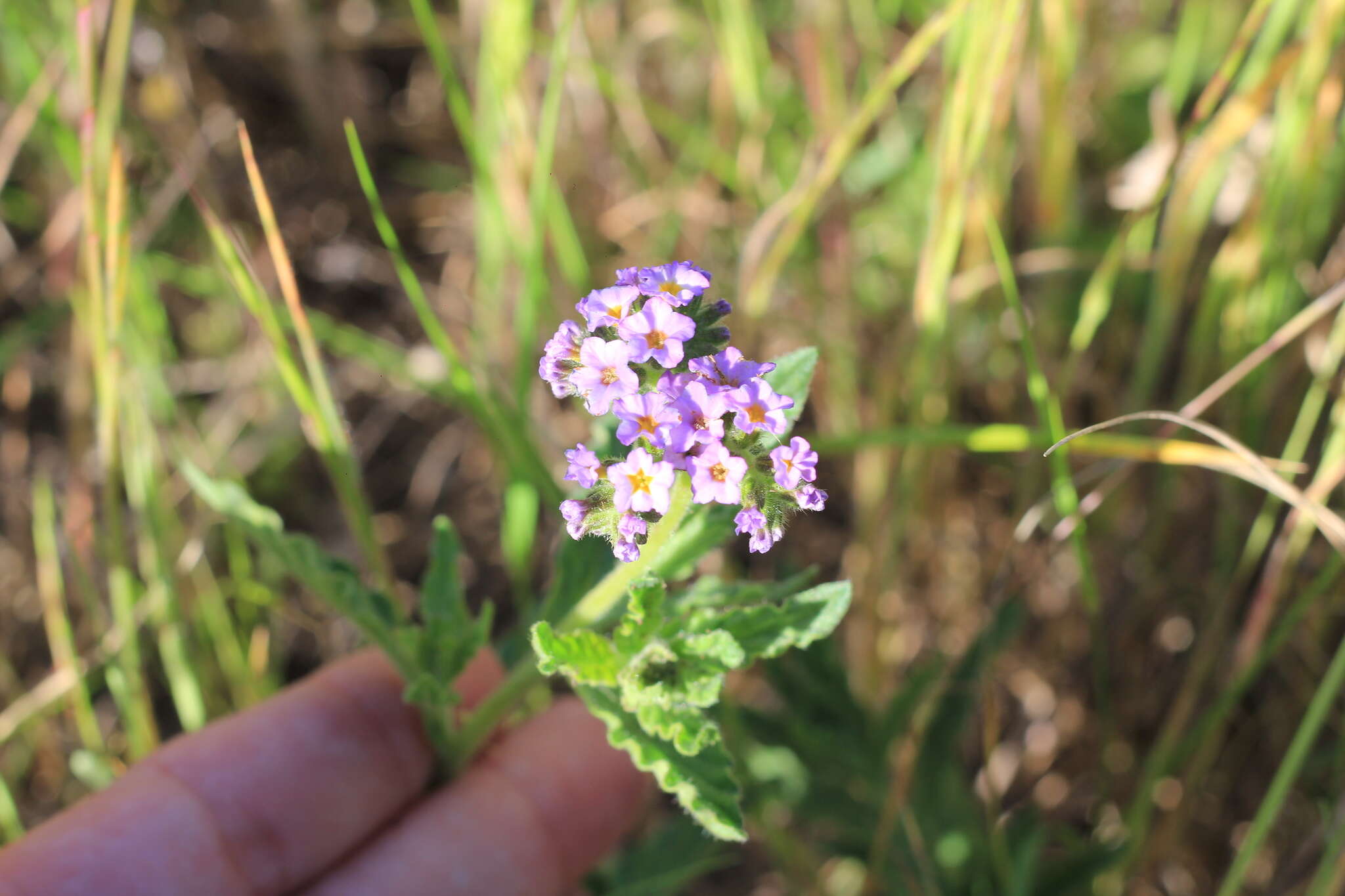 Image of Heliotropium nicotianifolium Poir.