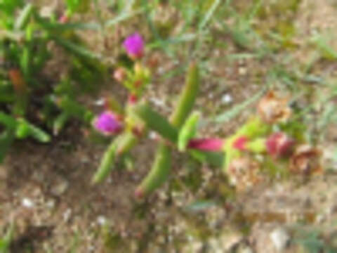 Imagem de Ruschia cupulata (L. Bol.) Schwant.