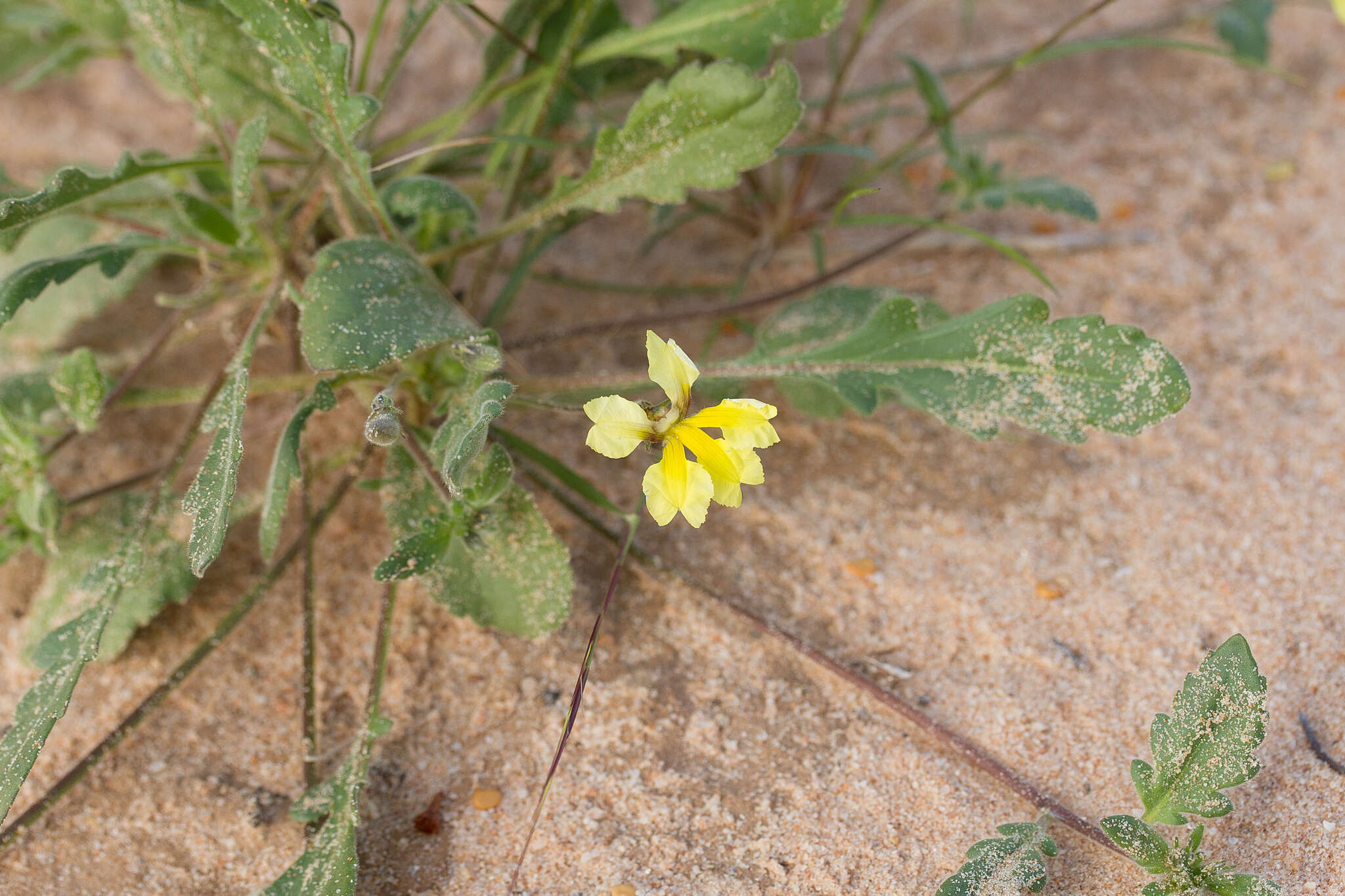 Image of Goodenia fascicularis F. Müll. & Tate.