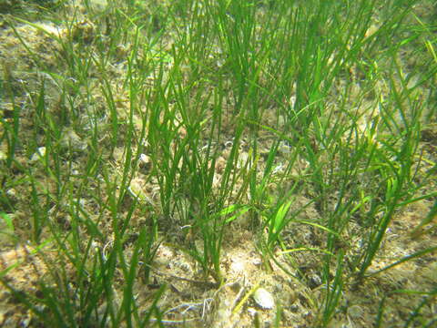 Image of Slender Seagrass