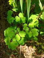 Слика од Thalictrum occidentale A. Gray