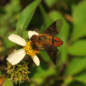 Image de Chrysanthrax cypris (Meigen 1820)