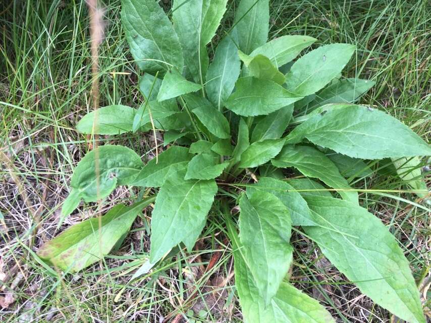 Image de Solidago virgaurea subsp. lapponica (With.) N. N. Tzvel.