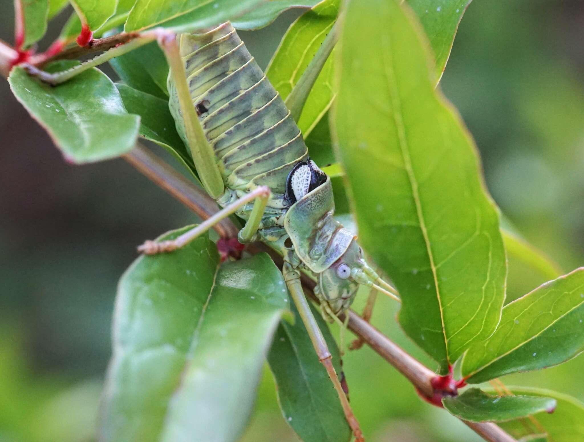 Image of saddle-backed bushcricket