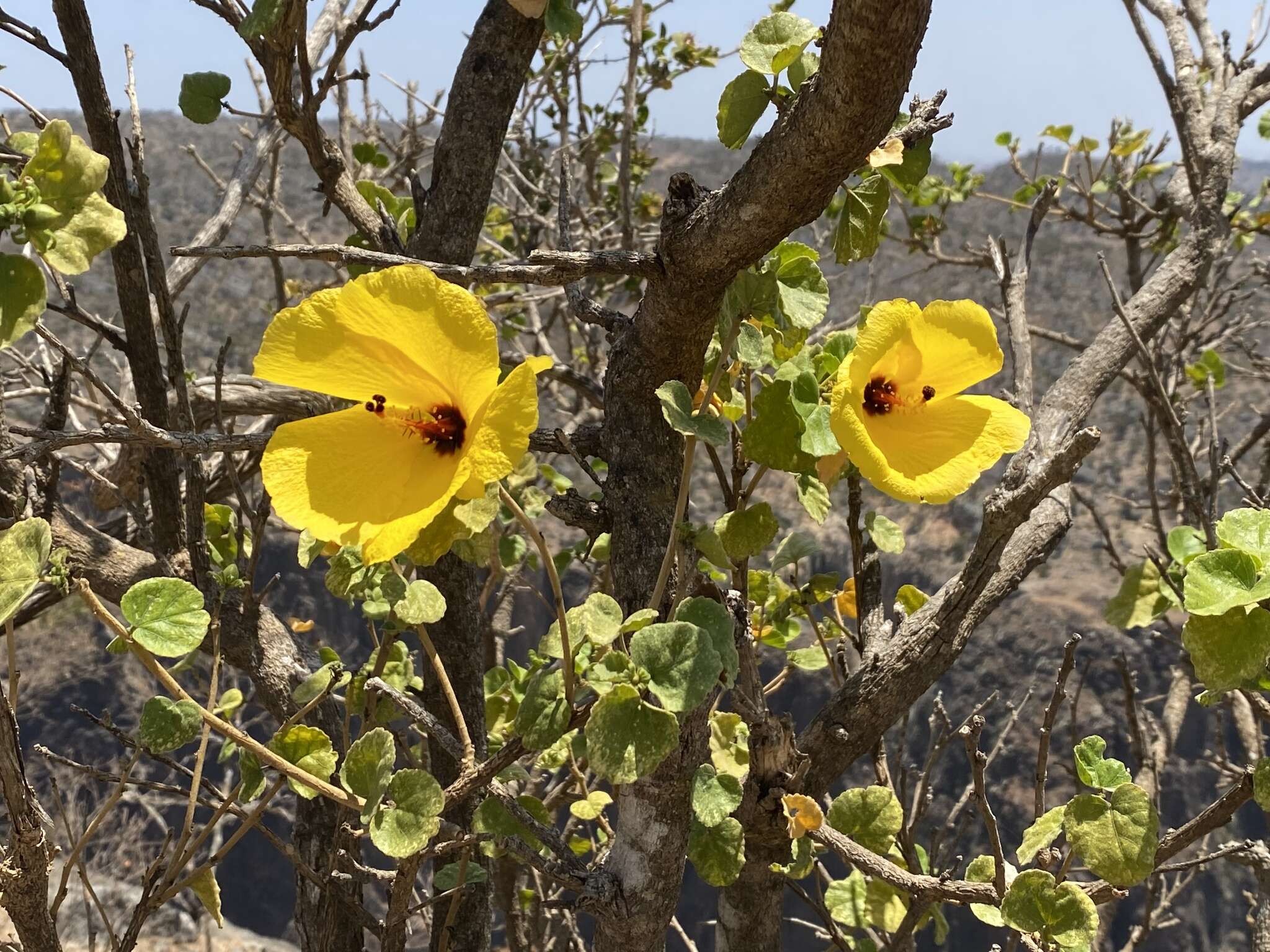 Image of Hibiscus diriffan A. G. Mill.