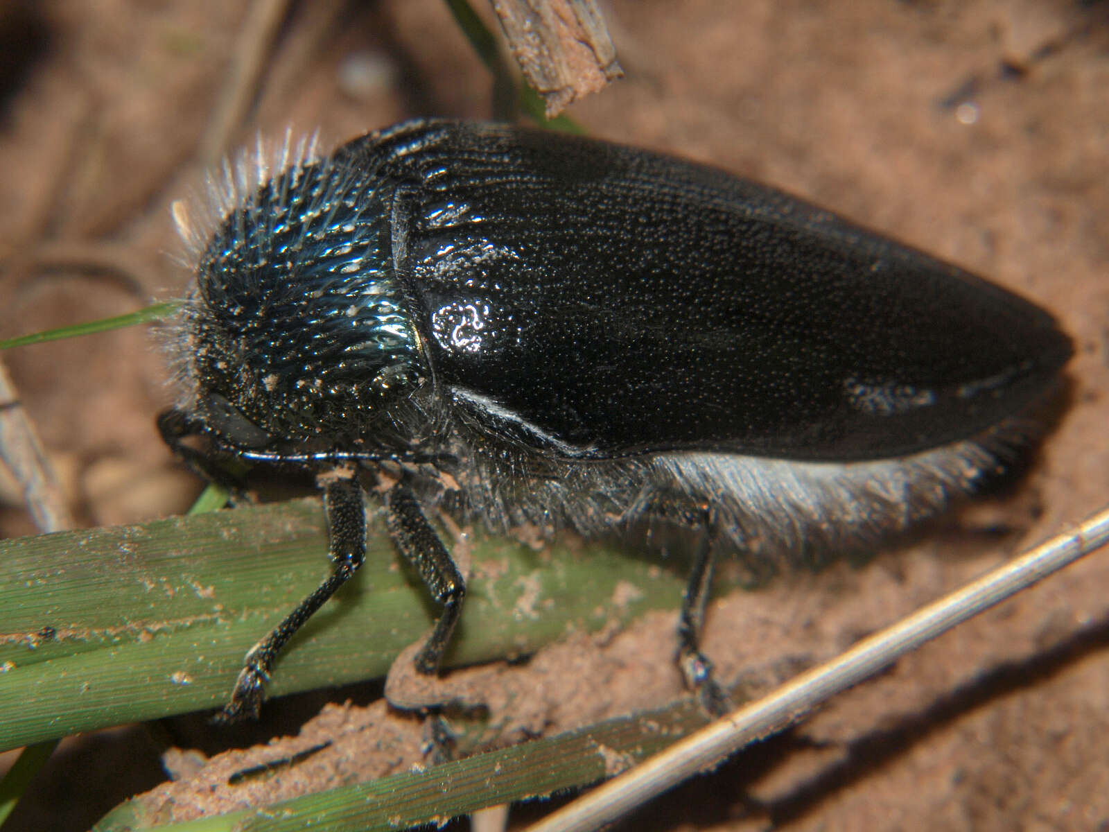 صورة Sternocera orissa variabilis Kerremans 1886