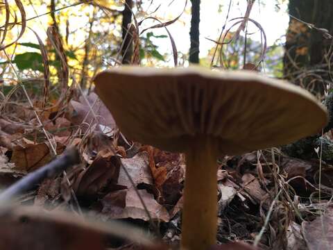 Image of Gas agaric