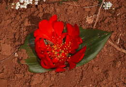 Image of Daubenya aurea Lindl.