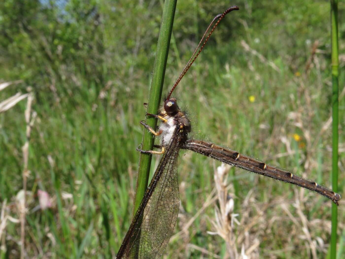 Sivun Ascaloptynx appendiculata (Fabricius 1793) kuva