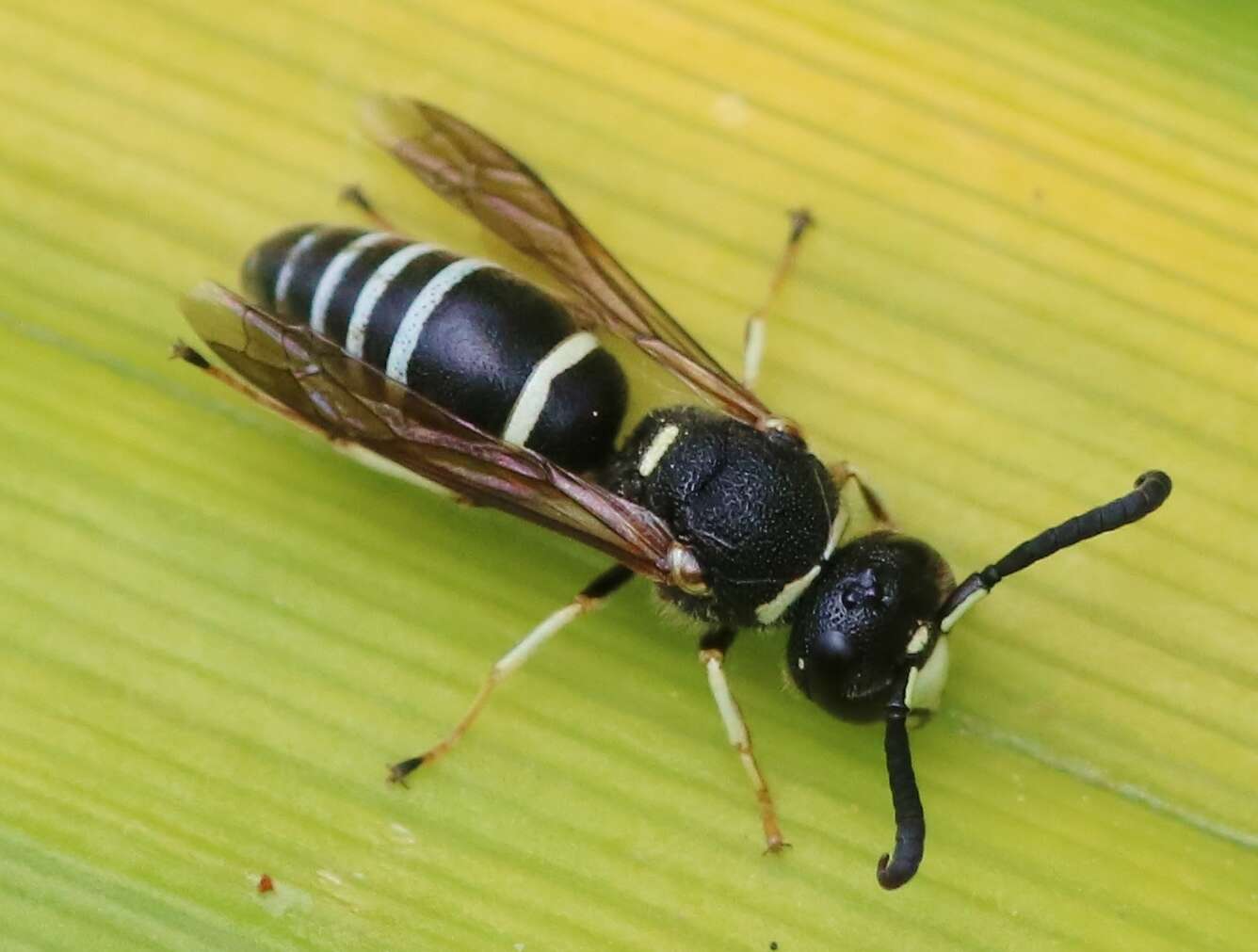 Image of Euodynerus leucomelas (de Saussure 1856)