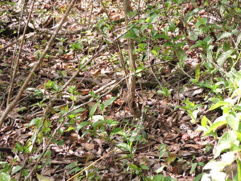 Image of Orange-bellied Racer