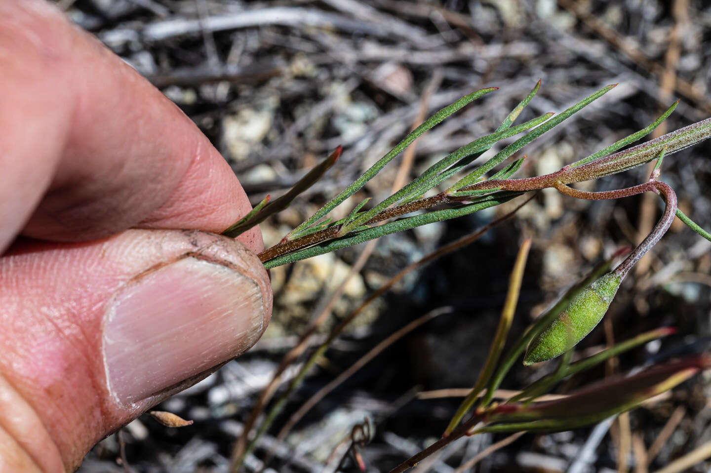 Image of Tracy's clarkia