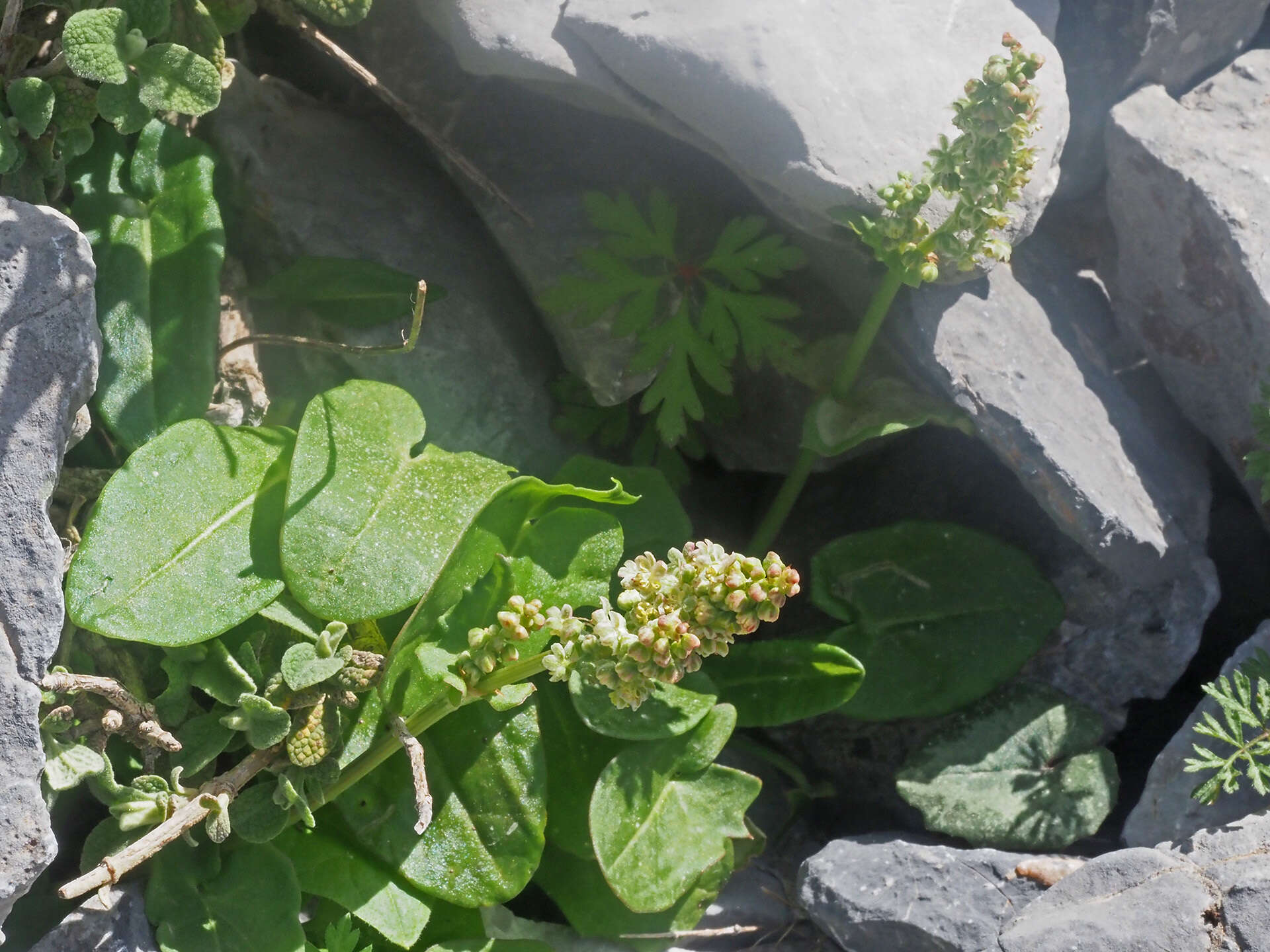 Image of Rumex tuberosus subsp. creticus Rech. fil.