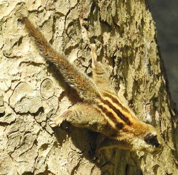 Image of Asiatic striped squirrel