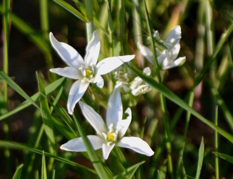 Imagem de Ornithogalum divergens Boreau