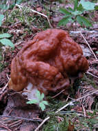 Imagem de Gyromitra esculenta (Pers.) Fr. 1849