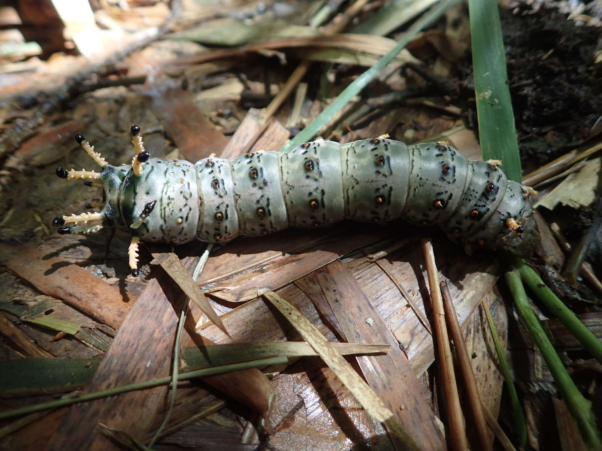 Image of Citheronia hamifera Rothschild 1907