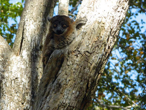 Image of Hubbard's Sportive Lemur