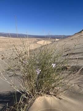 Image of Antelope Island skeletonplant