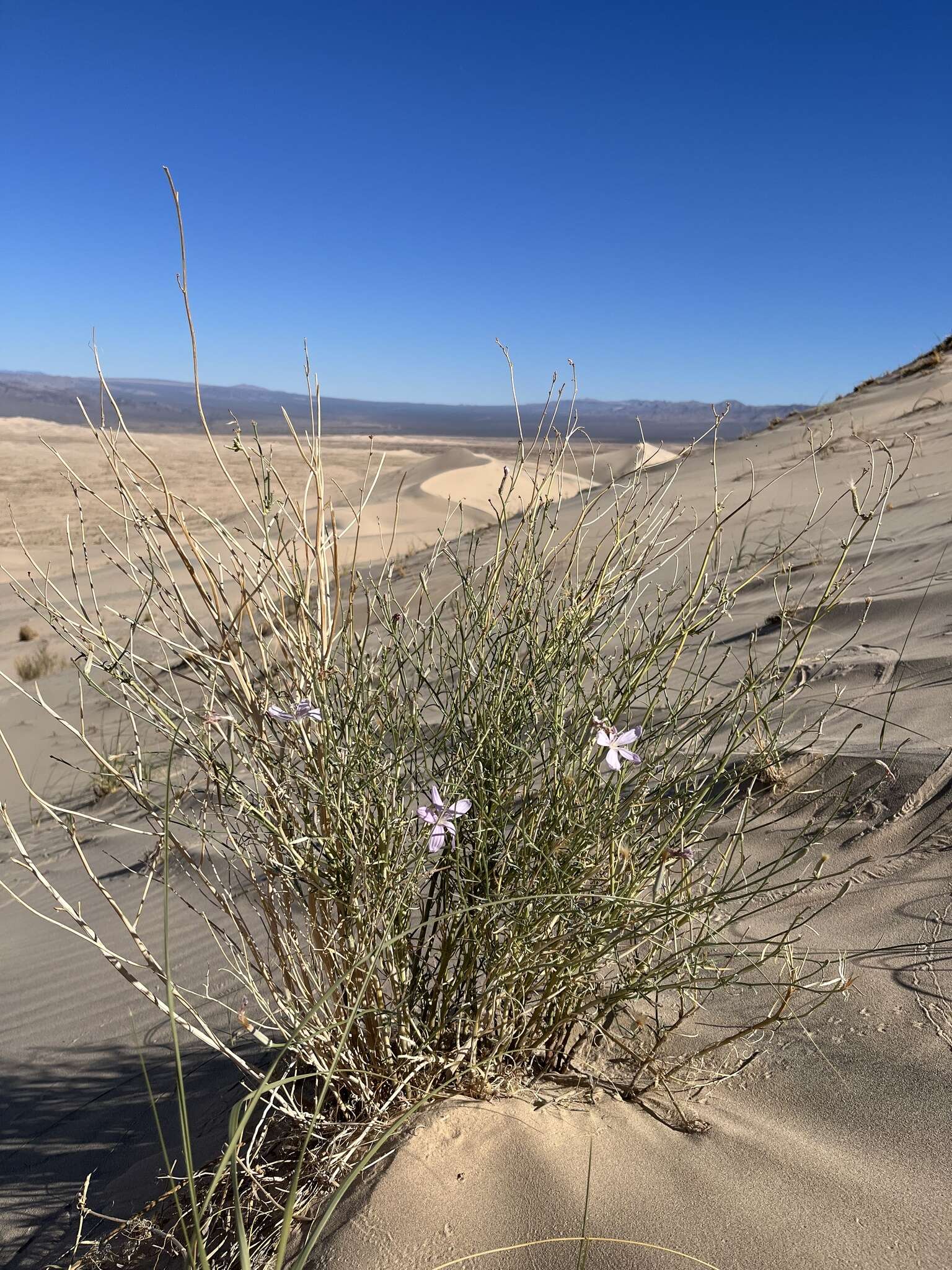 Image of Antelope Island skeletonplant