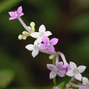 Plancia ëd Neanotis lancifolia (Hook. fil.) W. H. Lewis