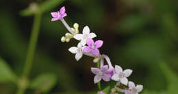 Image of Neanotis lancifolia (Hook. fil.) W. H. Lewis