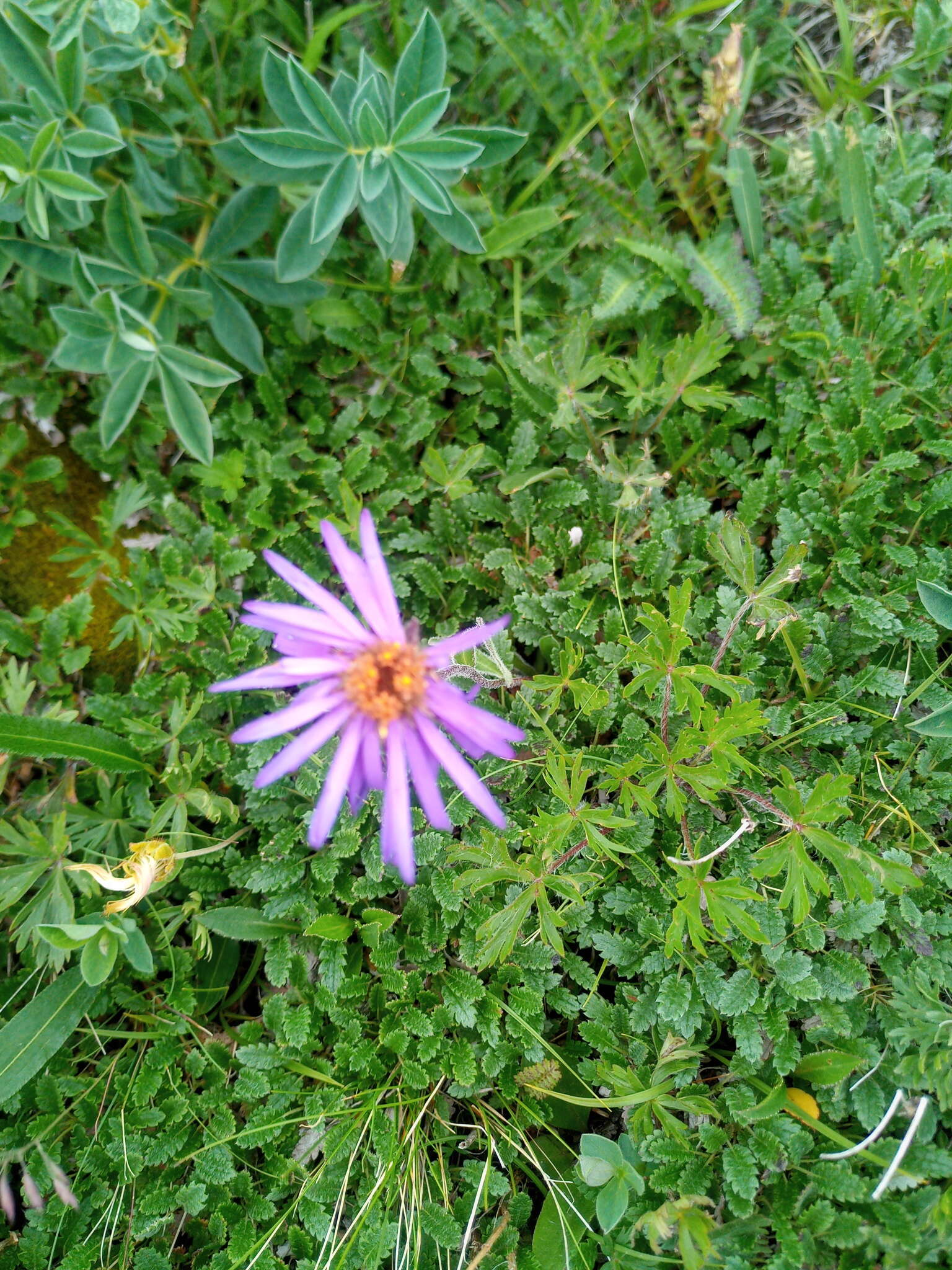 Plancia ëd Aster flaccidus Bunge