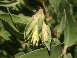 Sivun Arctostaphylos virgata Eastw. kuva