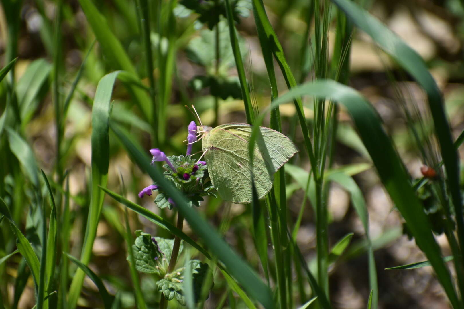 Image de Papillon de Californie