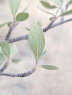 Sivun Cercocarpus montanus var. paucidentatus (S. Wats.) F. L. Martin kuva