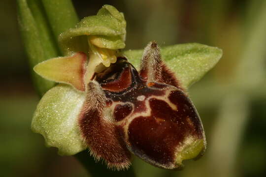 Image of Ophrys umbilicata Desf.