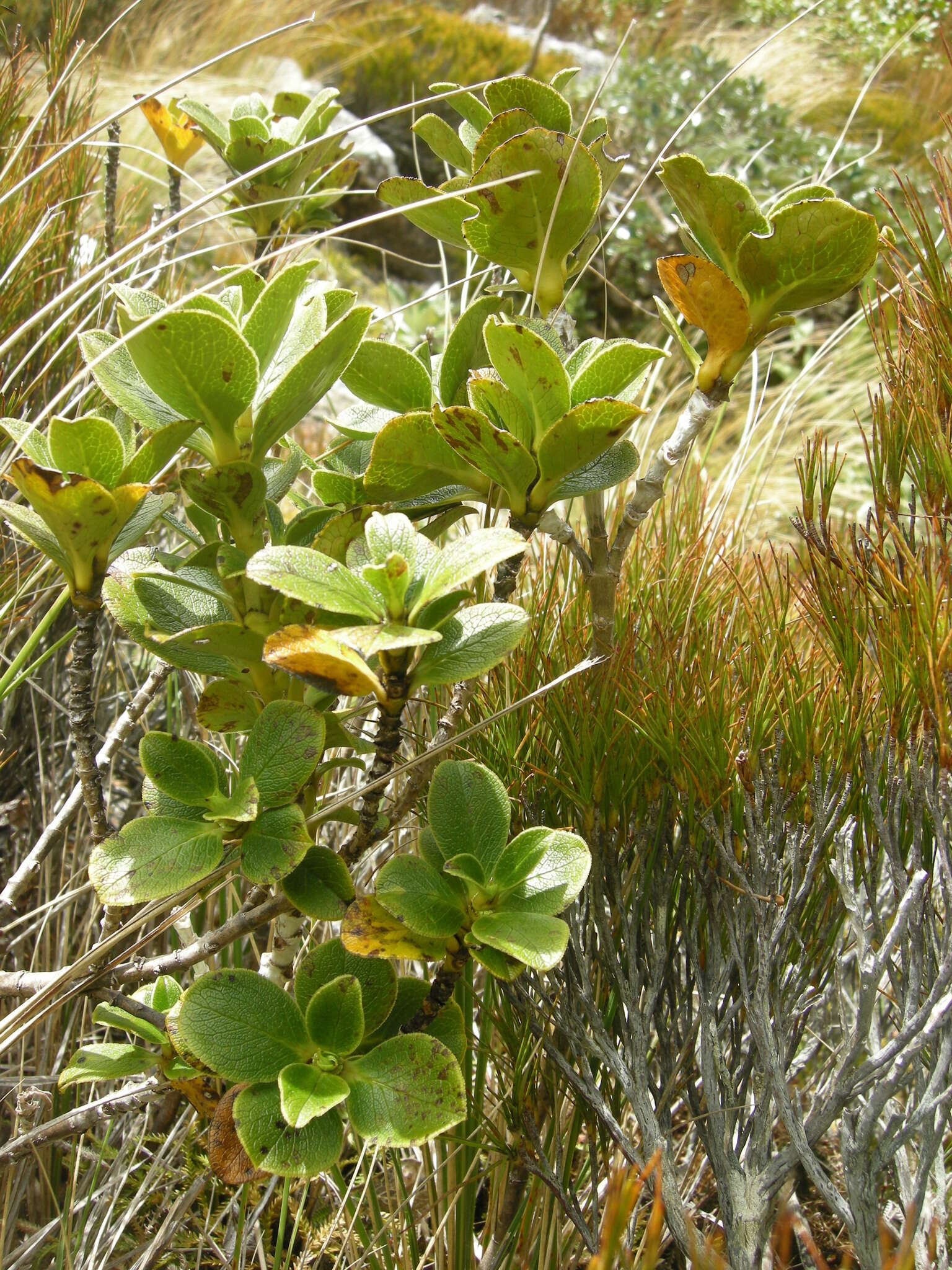 Image de Coprosma serrulata Hook. fil. ex Buchanan