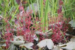 Image of northern St. Johnswort