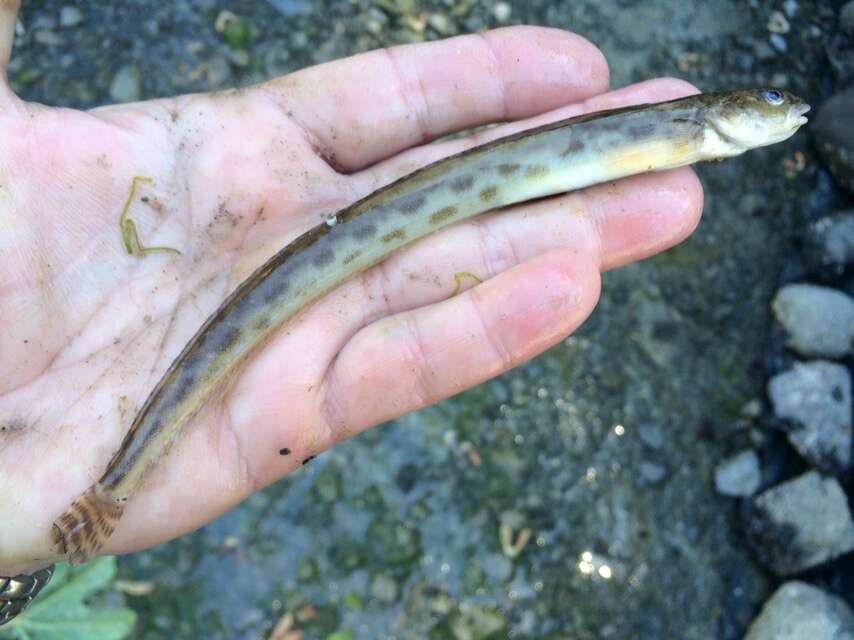 Image of Eel-blenny