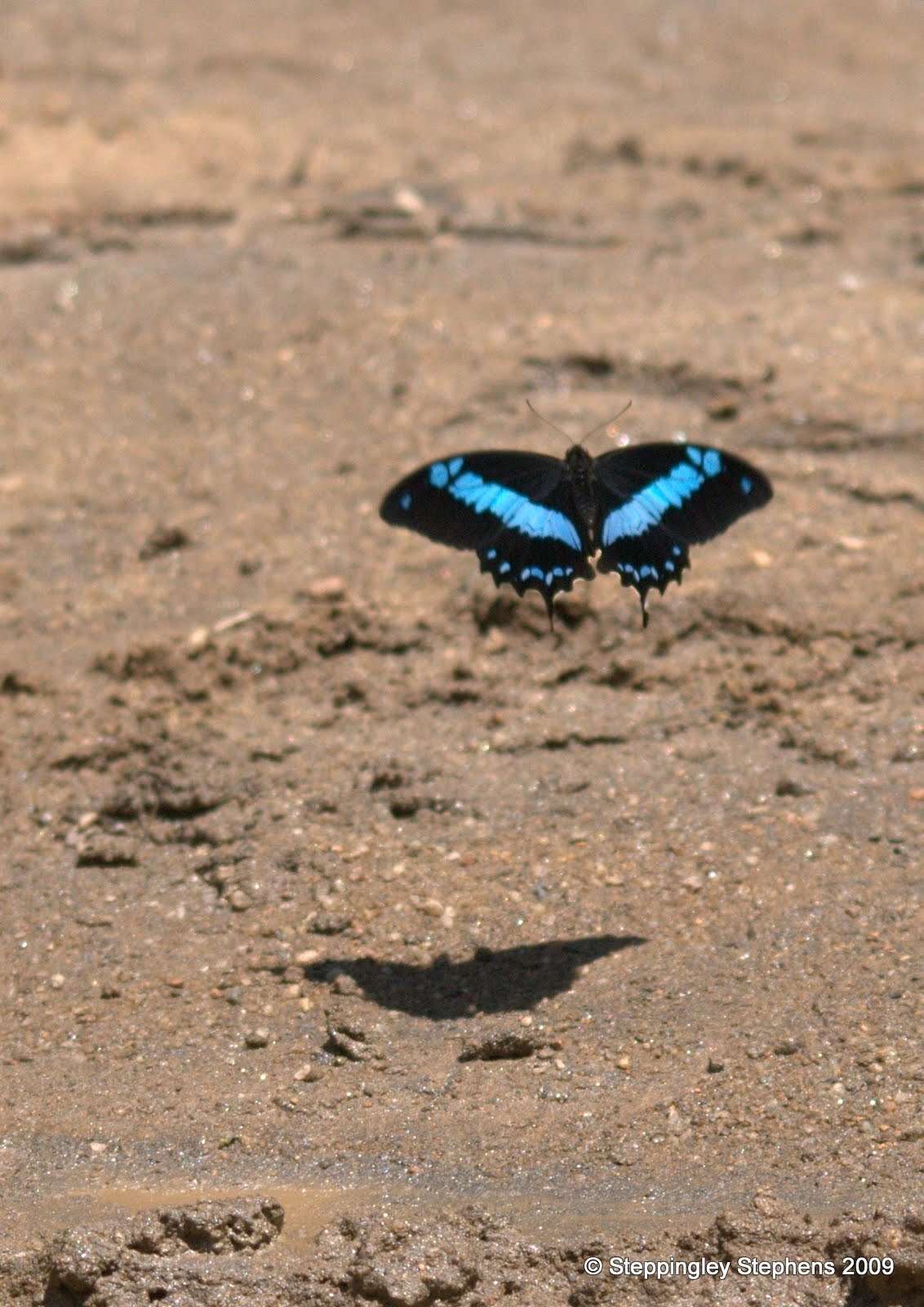 Image de Papilio oribazus Boisduval 1836