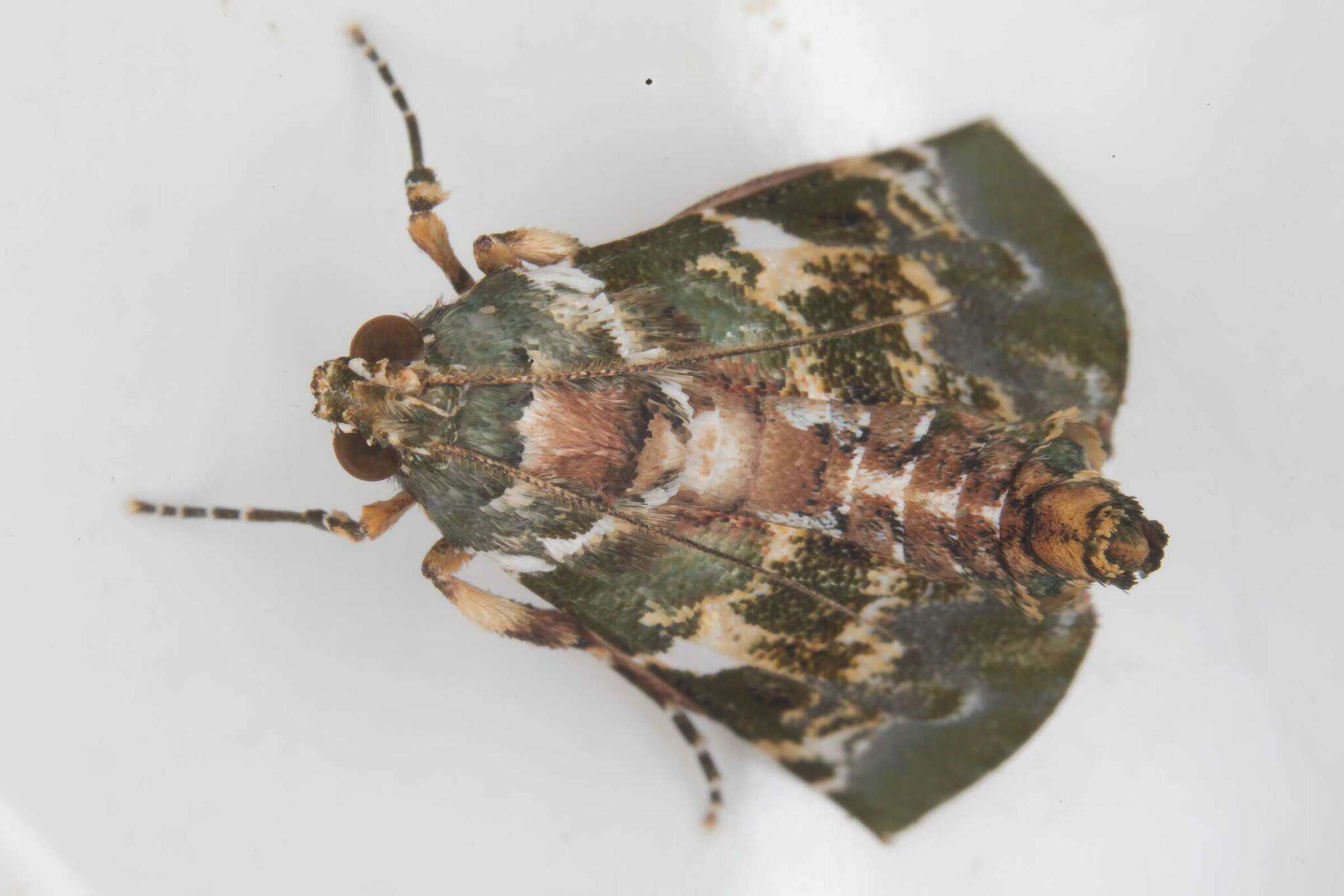 Image of Termioptycha eucarta Felder & Rogenhofer 1875