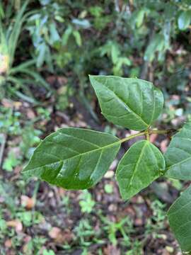 Plancia ëd Rhoicissus rhomboidea (E. Mey. ex Harv.) Planch.