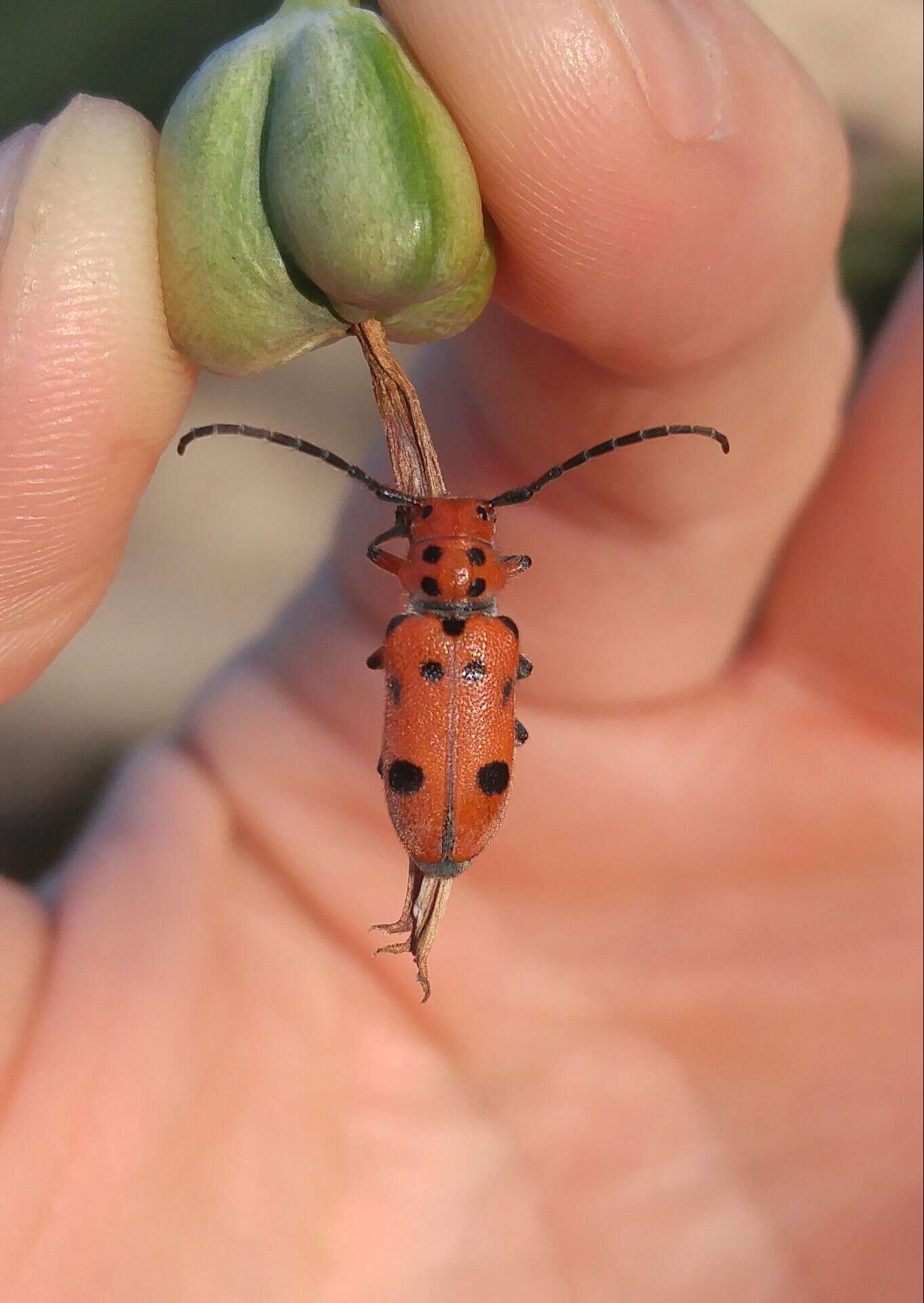 Image of Tetraopes thermophilus Chevrolat 1861