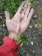 Image of night-flowering campion