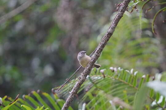 Image of Huet's Fulvetta