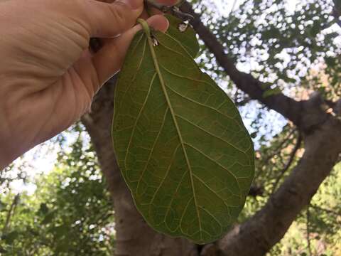 Ficus cotinifolia Kunth的圖片