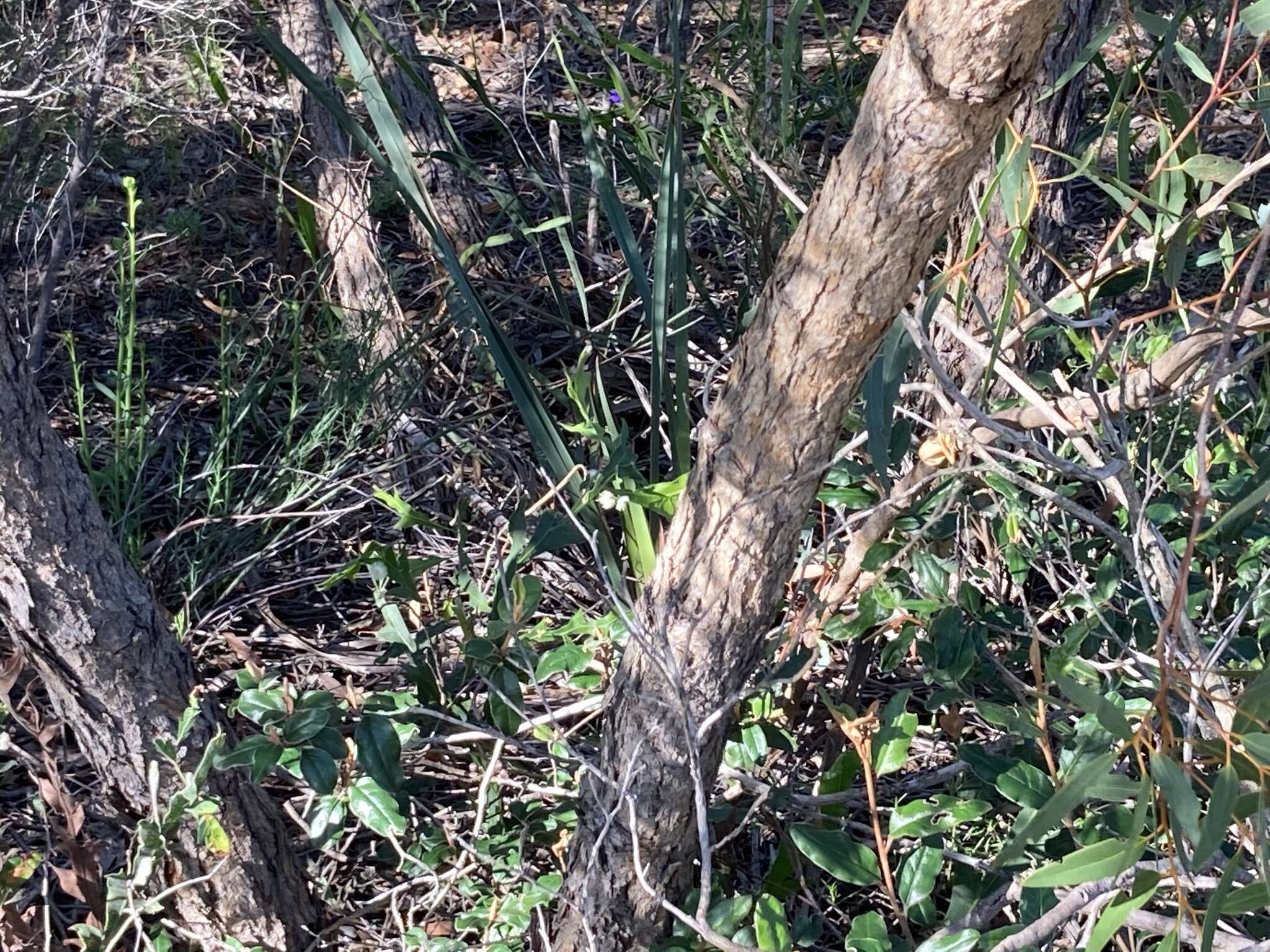 Image of Eucalyptus lateritica M. I. H. Brooker & S. D. Hopper