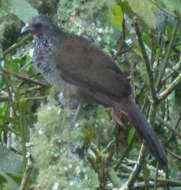 Image of Speckled Chachalaca